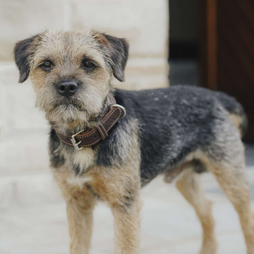 Hunter x Eskadron Hundehalsband Craft Dunkelbraun