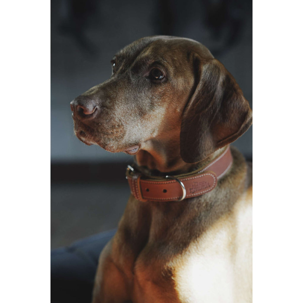Hunter x Eskadron Hundehalsband Craft Cognac