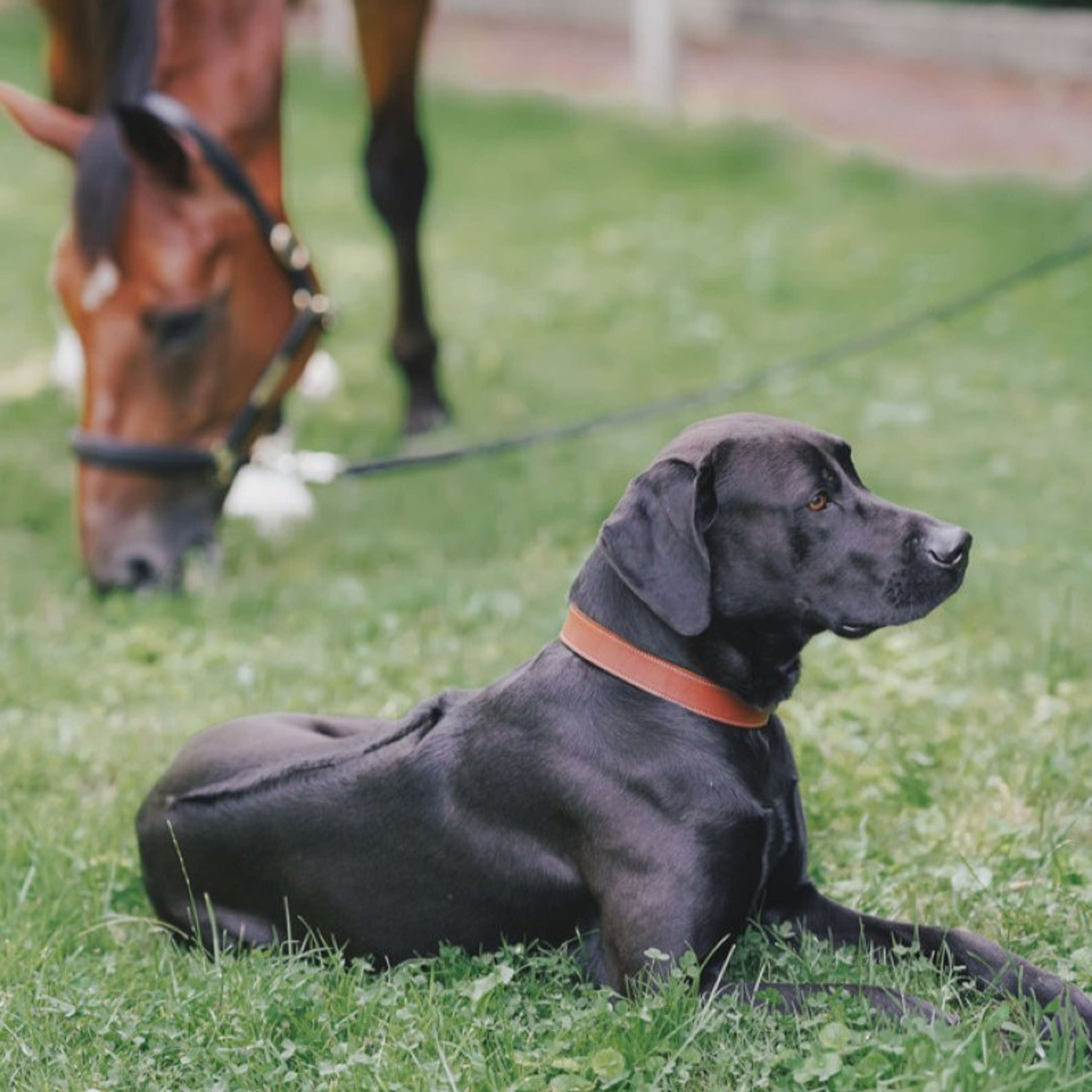 Hunter x Eskadron Hundehalsband Craft Cognac