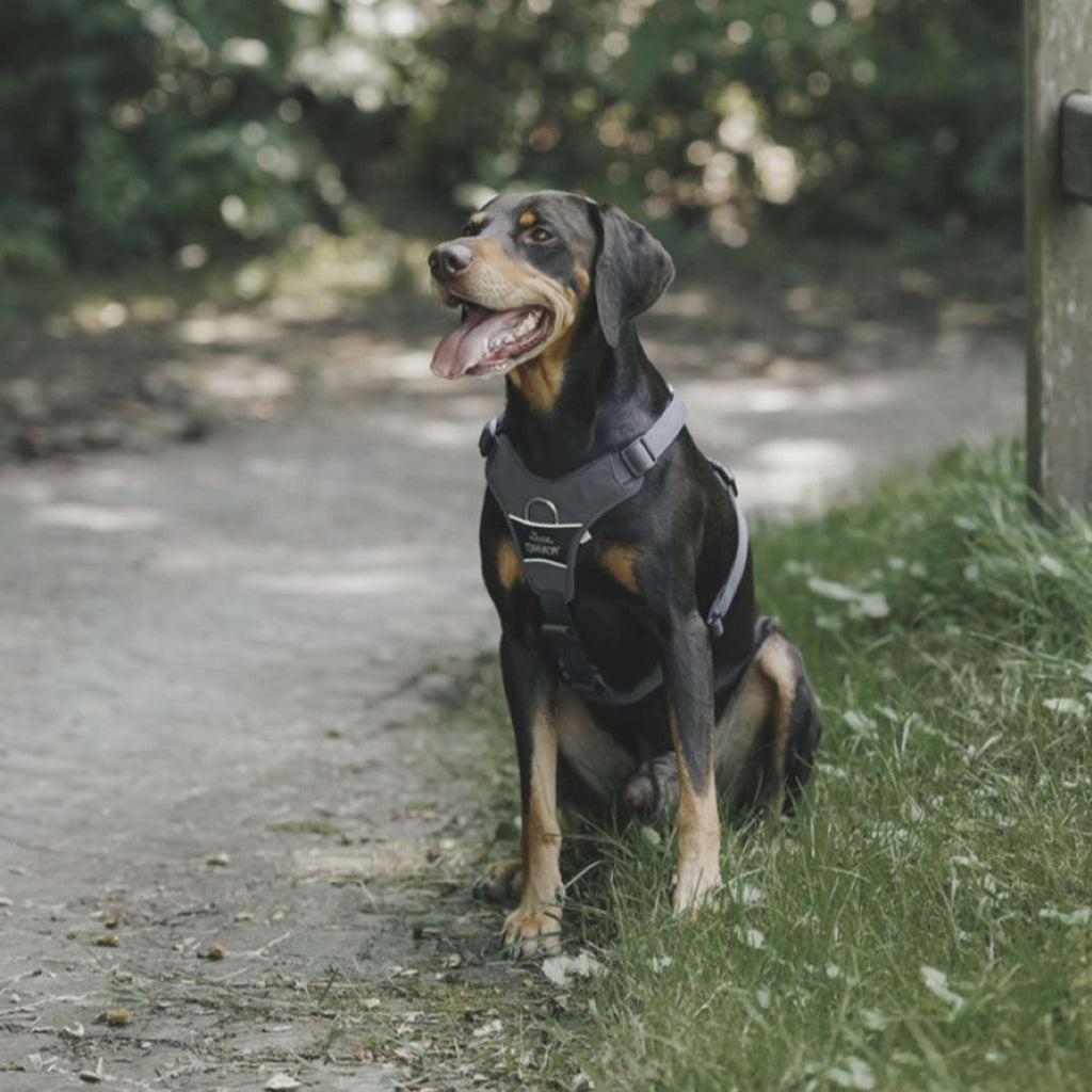 Hunter x Eskadron Hundegeschirr Motion Reflect Anthrazit