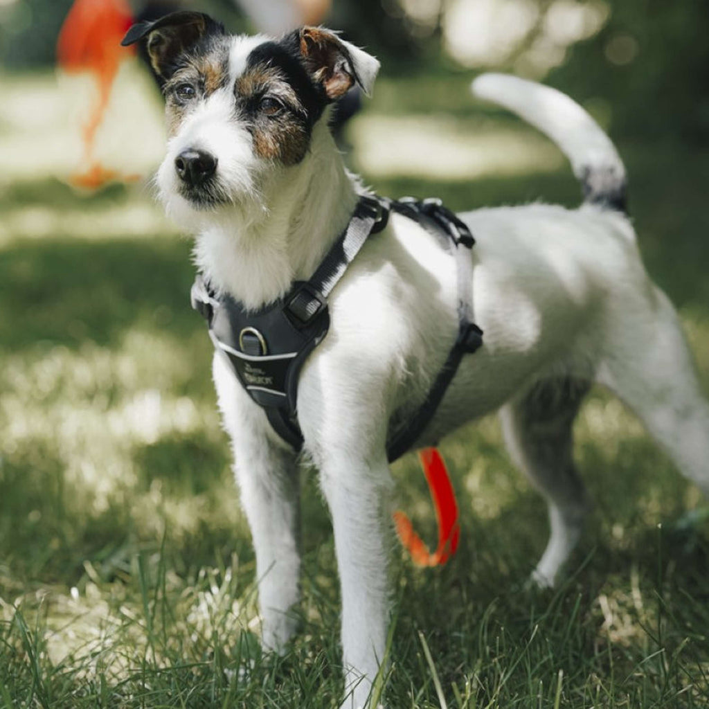 Hunter x Eskadron Hundegeschirr Motion Reflect Anthrazit
