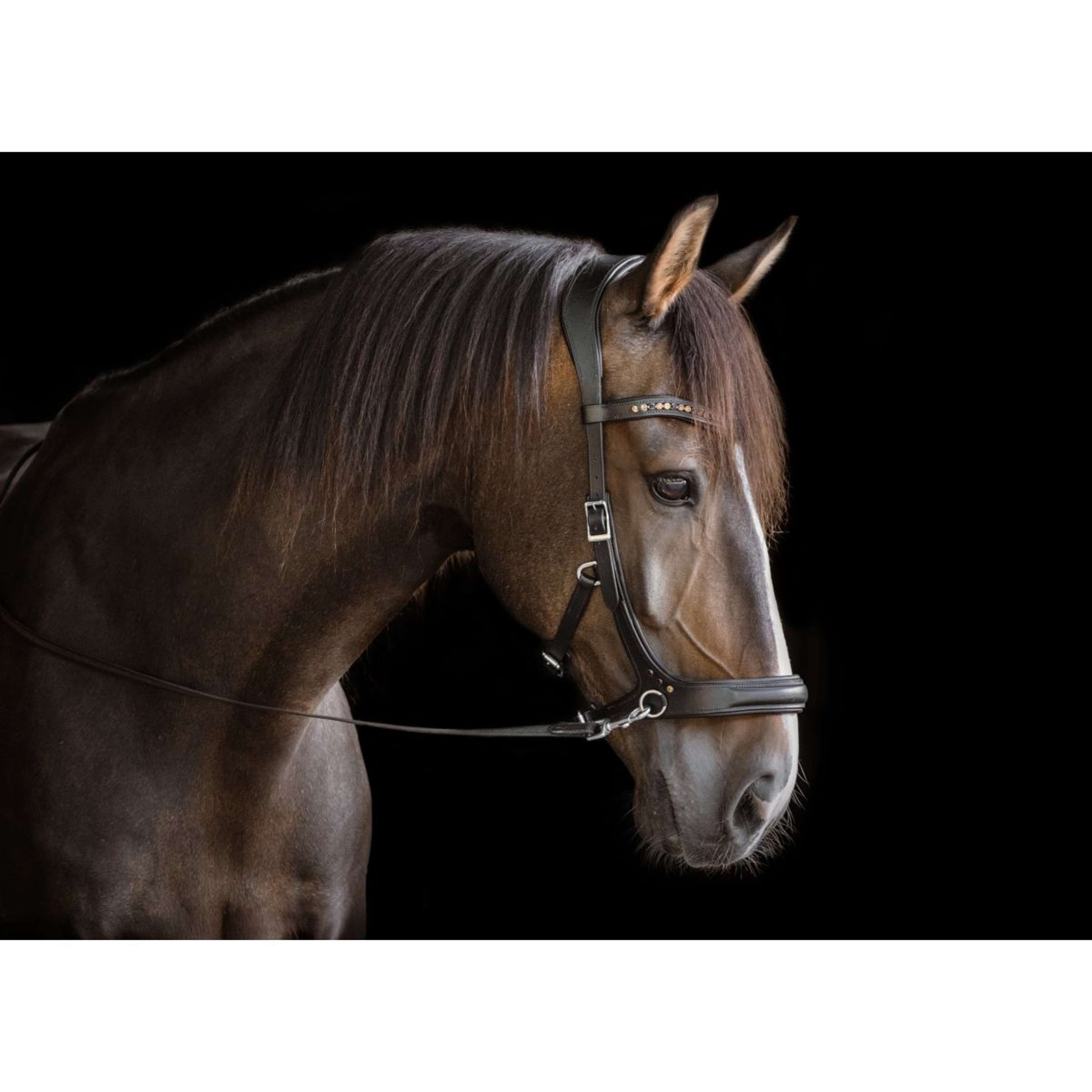 F.R.A. Gebisslose Trense Moonlight Schwarz