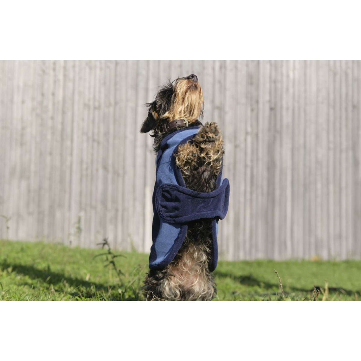 EQUITHÈME Hundedecke New Market Navy