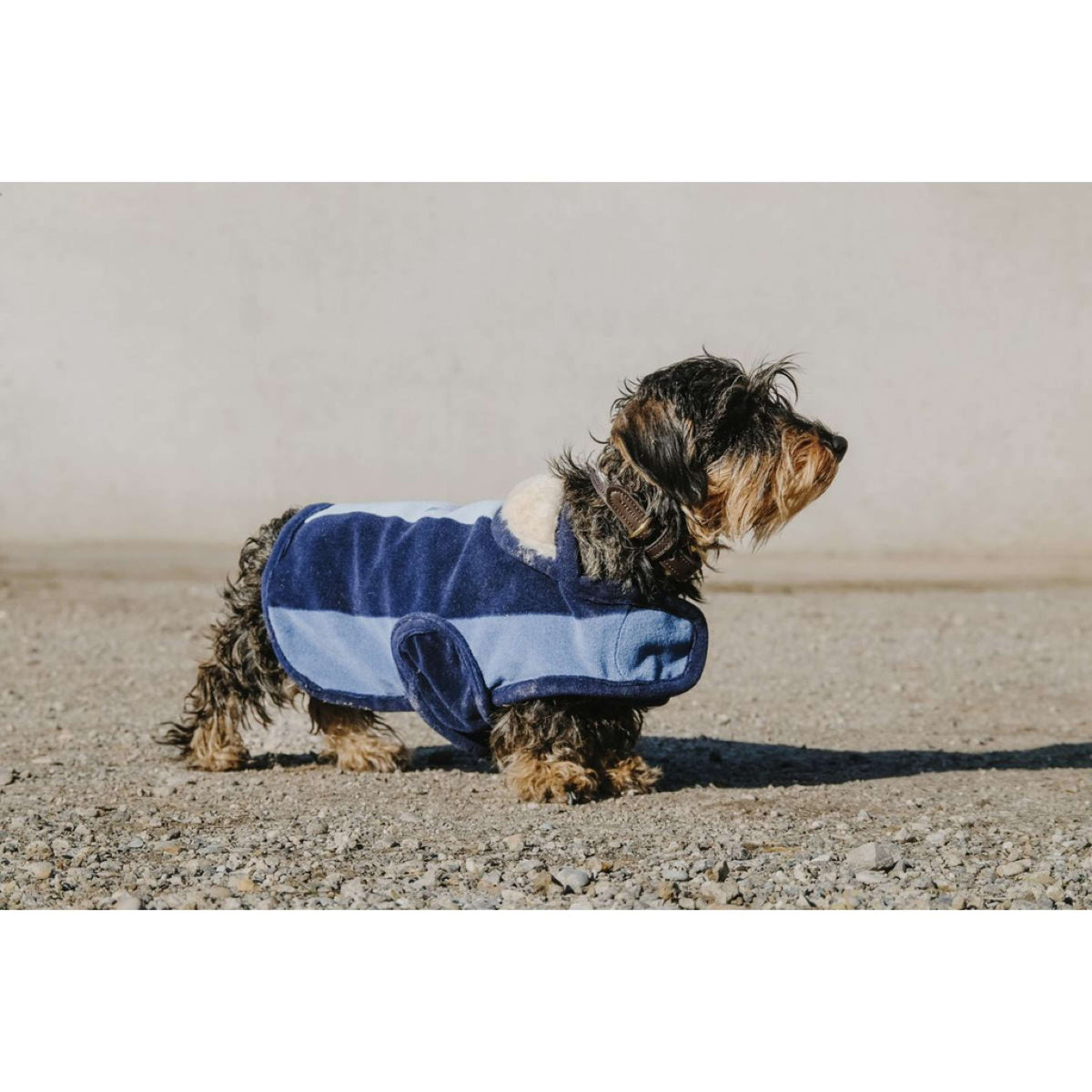 EQUITHÈME Hundedecke New Market Navy