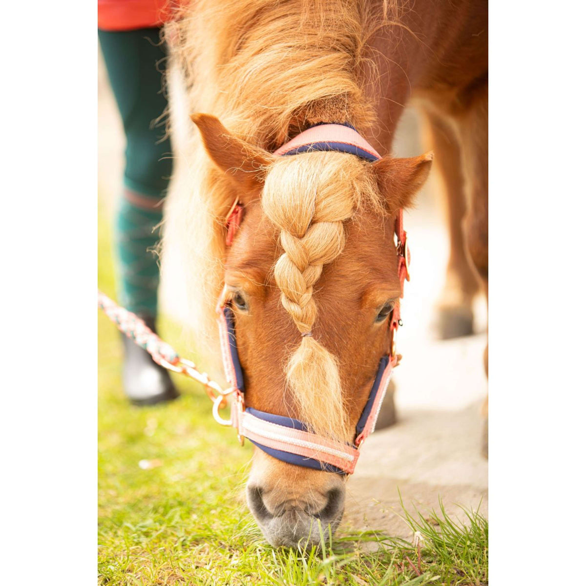 Harry's Horse Halfterset Valli Porcelain-Rose