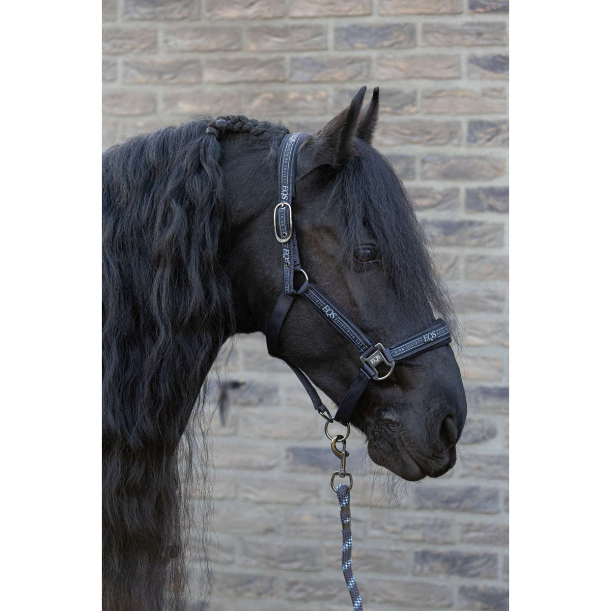 Harry's Horse Halfterset EQS Black-Sand