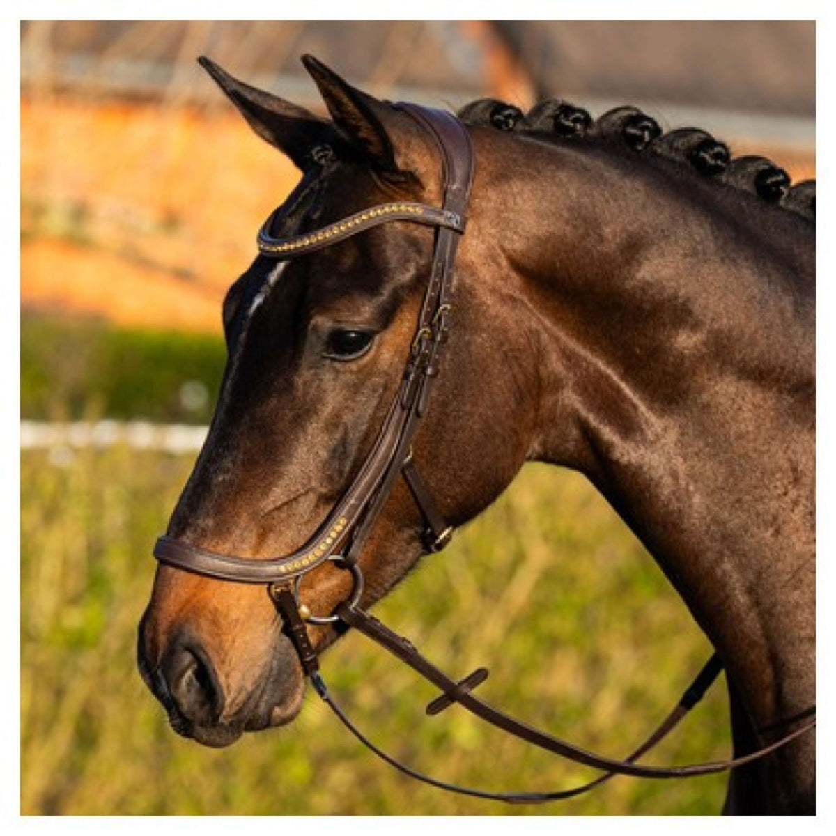 Harry's Horse Zaum Anatomic Gold Braun