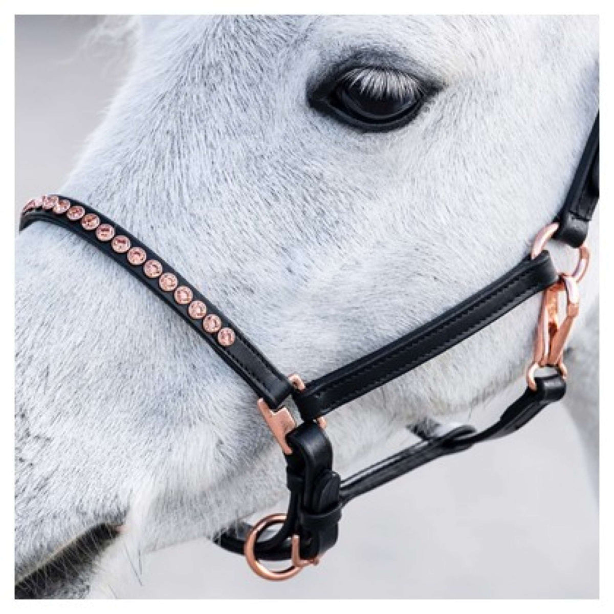 Harry's Horse Halfter Crystal Pony/Fohlen Schwarz/Roségold