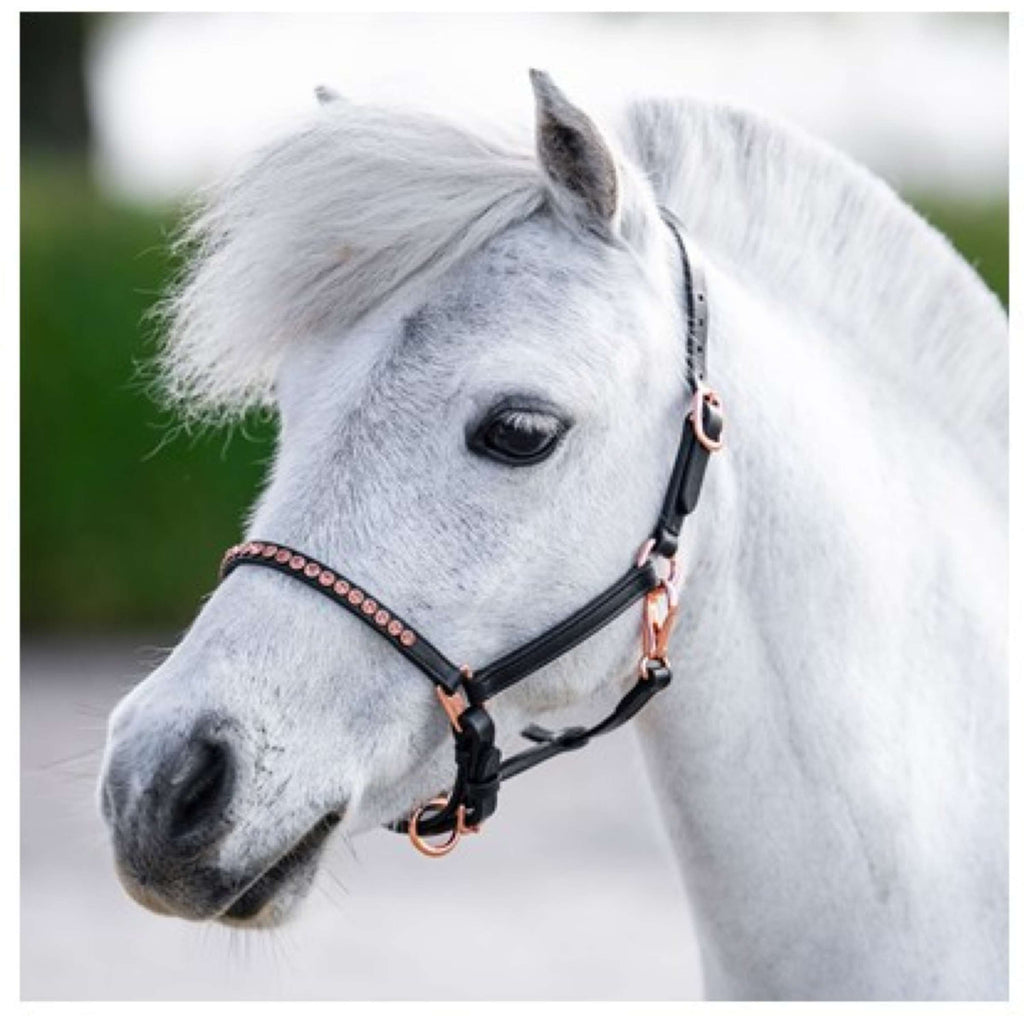 Harry's Horse Halfter Crystal Schwarz/Roségold