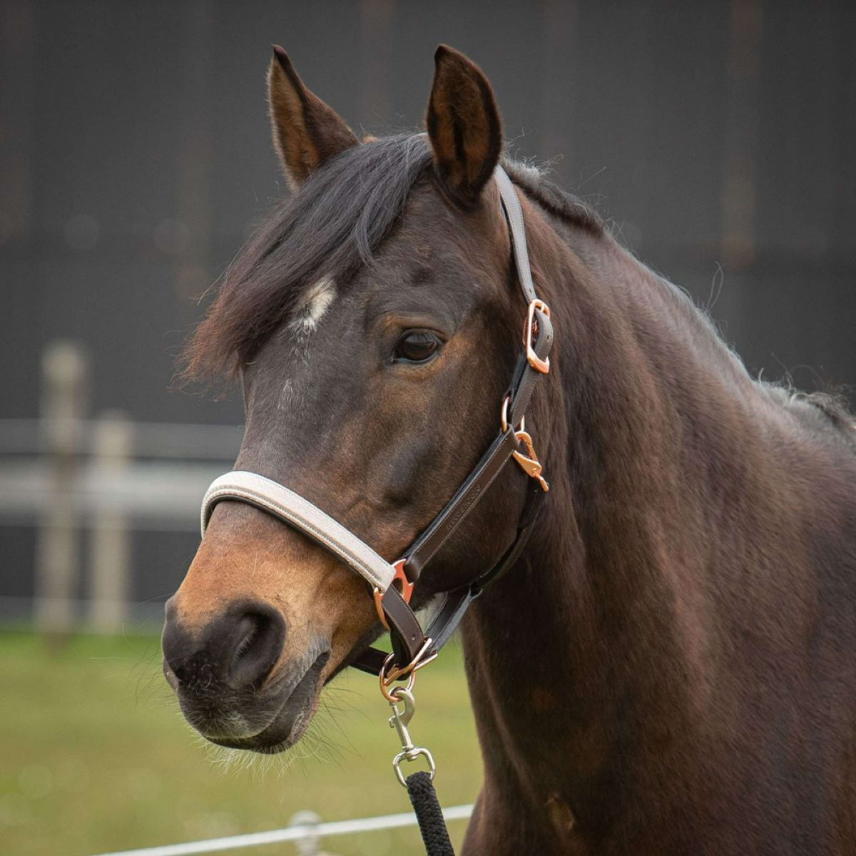 Harry's Horse Halfter Broadway Leder Braun