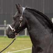 Harry's Horse Halfter Broadway Leder Schwarz