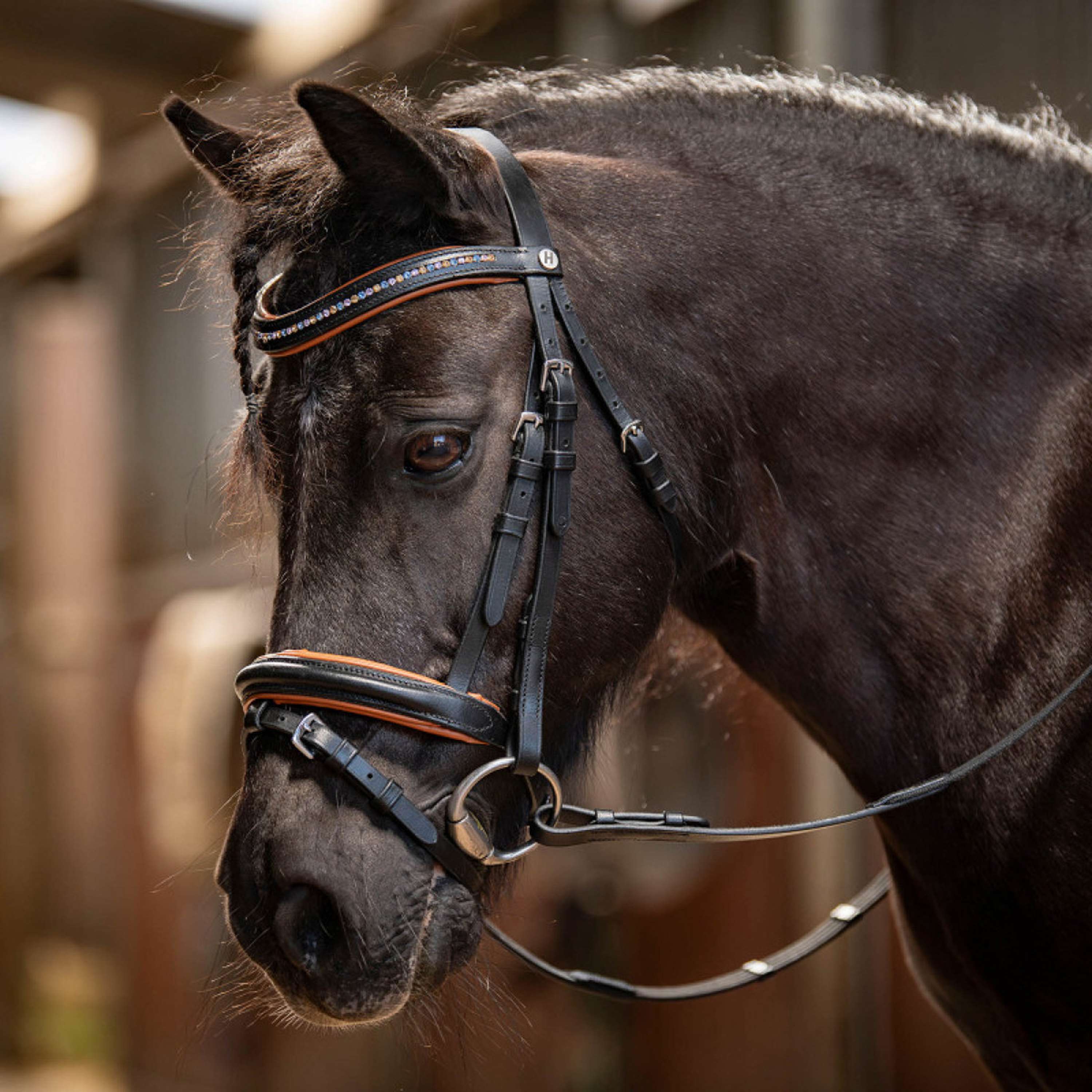 Harry's Horse Trensenzaum STOUT! Maverick Schwarz