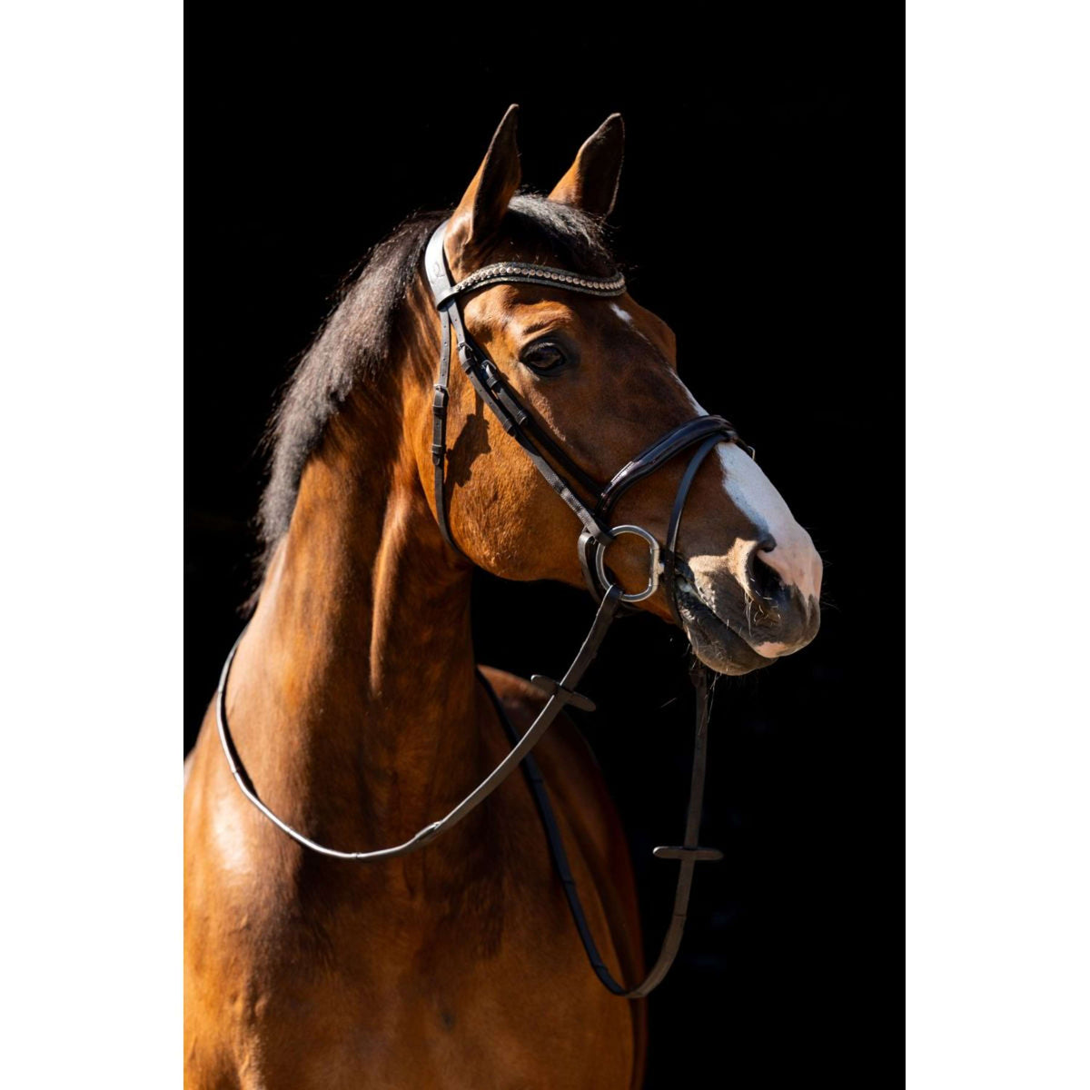 HB Zaum Jump Braun