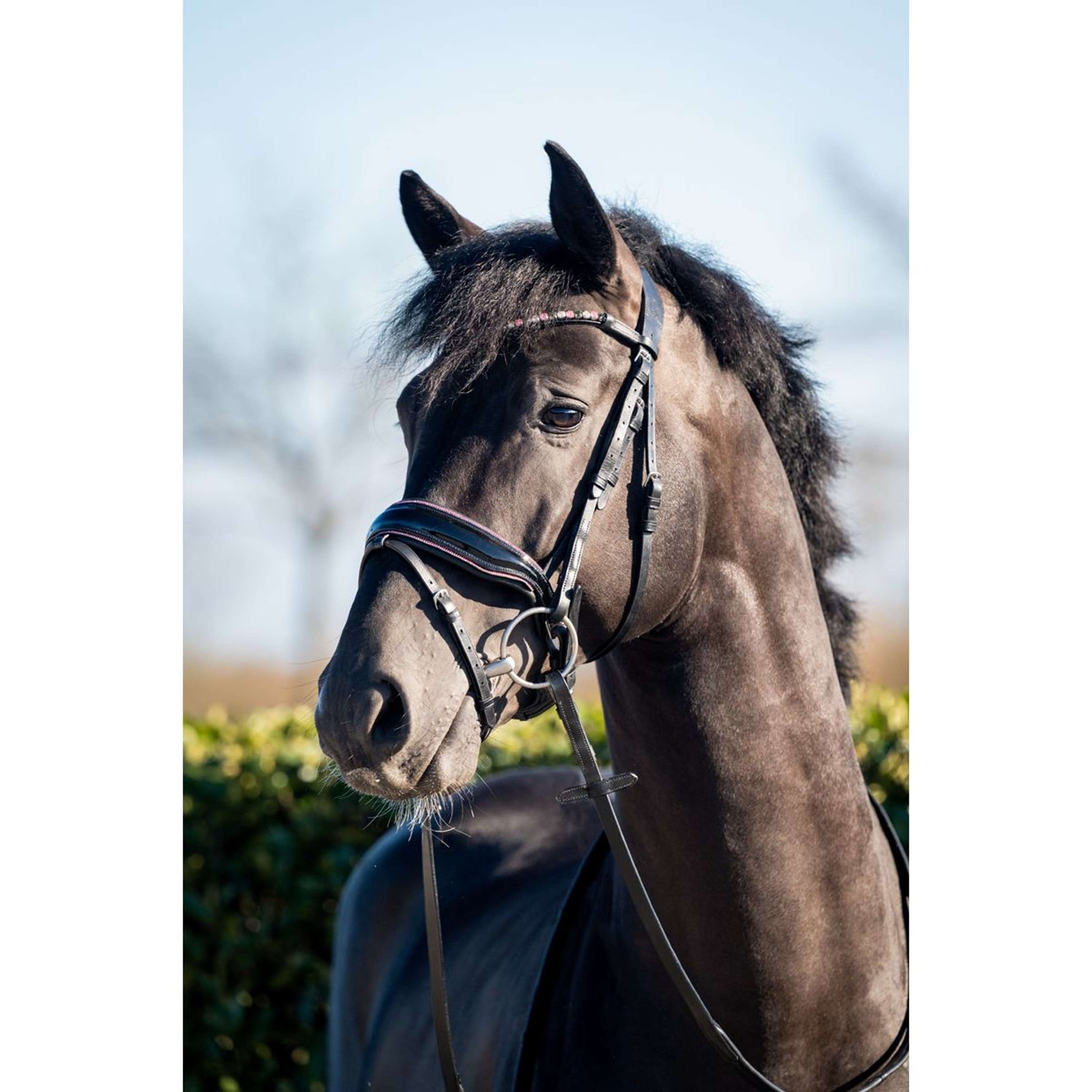 HB Trense Showtime Evalira Schwarz/Rosa HB Trense Showtime Evalira Schwarz/Rosa