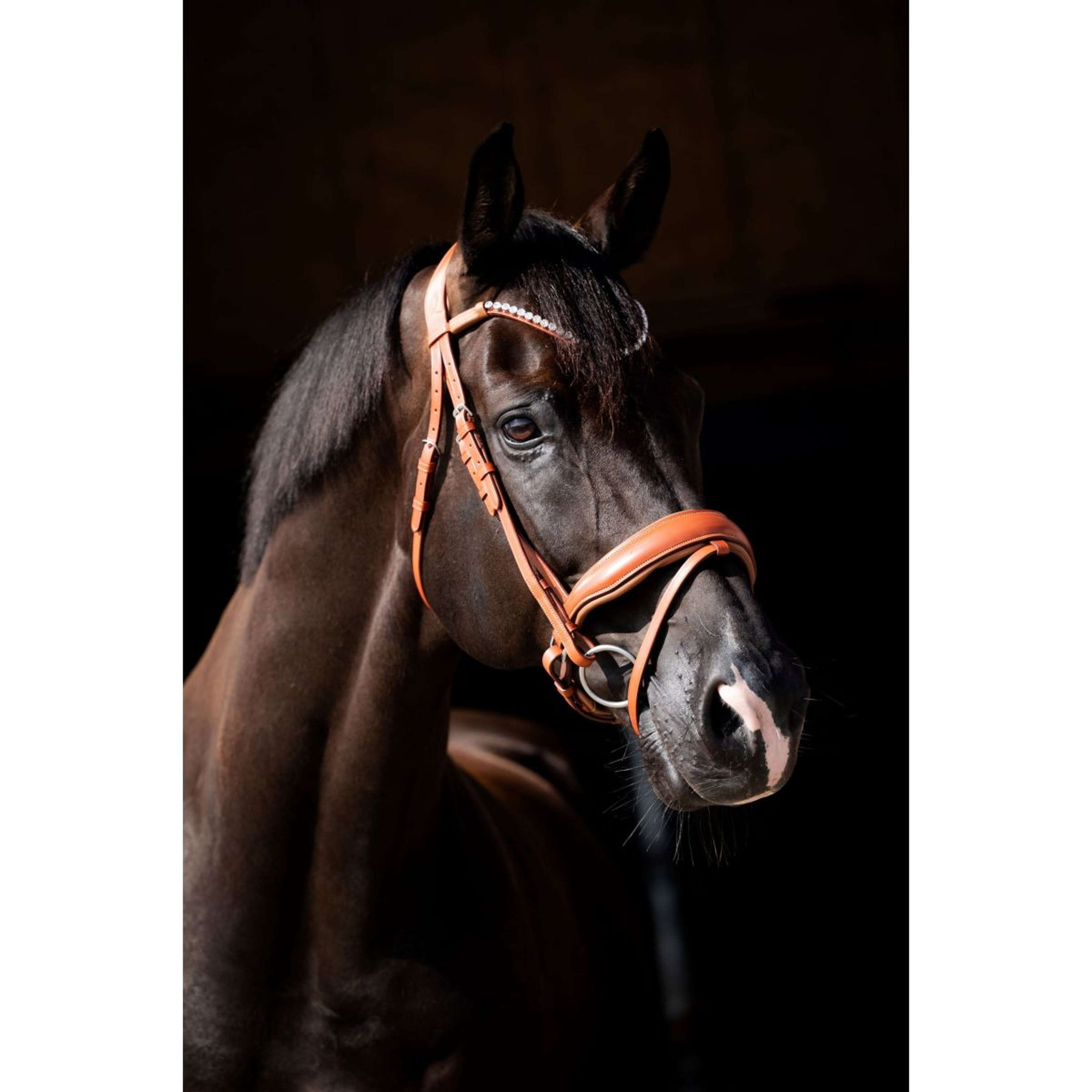 HB Showtime Zaum Chesnuth Cognac HB Showtime Zaum Chesnuth Cognac