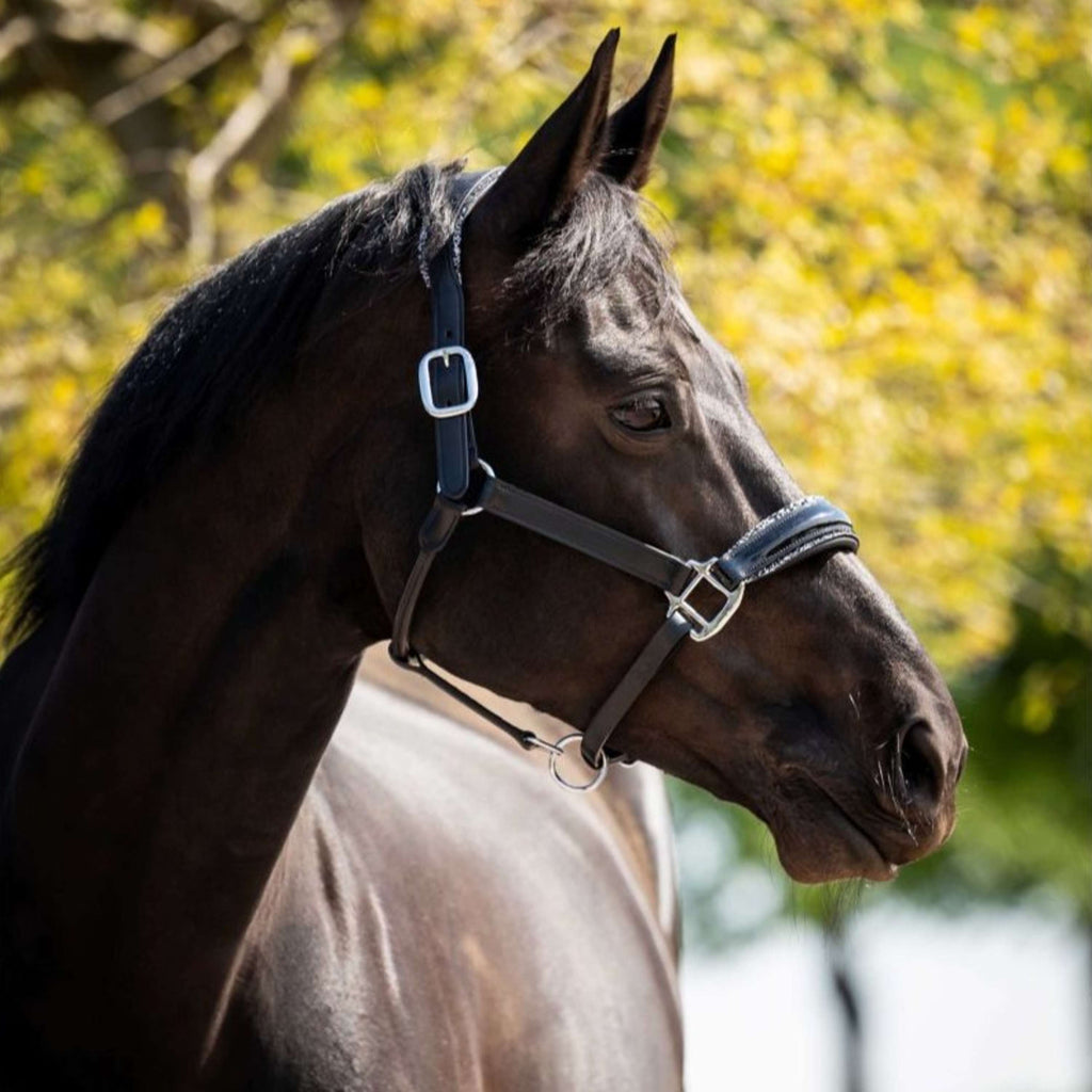 HB Ruitersport Halfter Showtime Grand Slam Schwarz/Silber