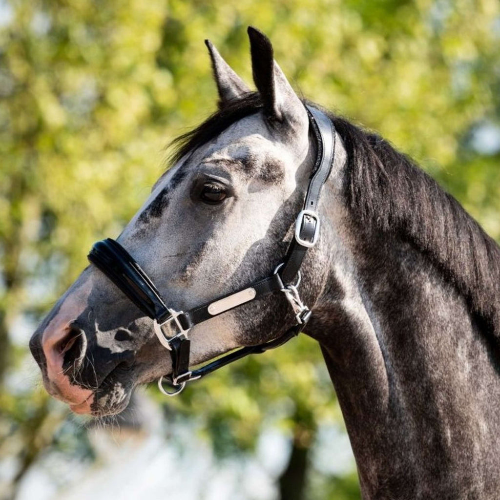 HB Ruitersport Halfter Showtime Grand Slam Schwarz/Schwarz