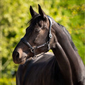 HB Ruitersport Halfter Showtime Pasadena Schwarz