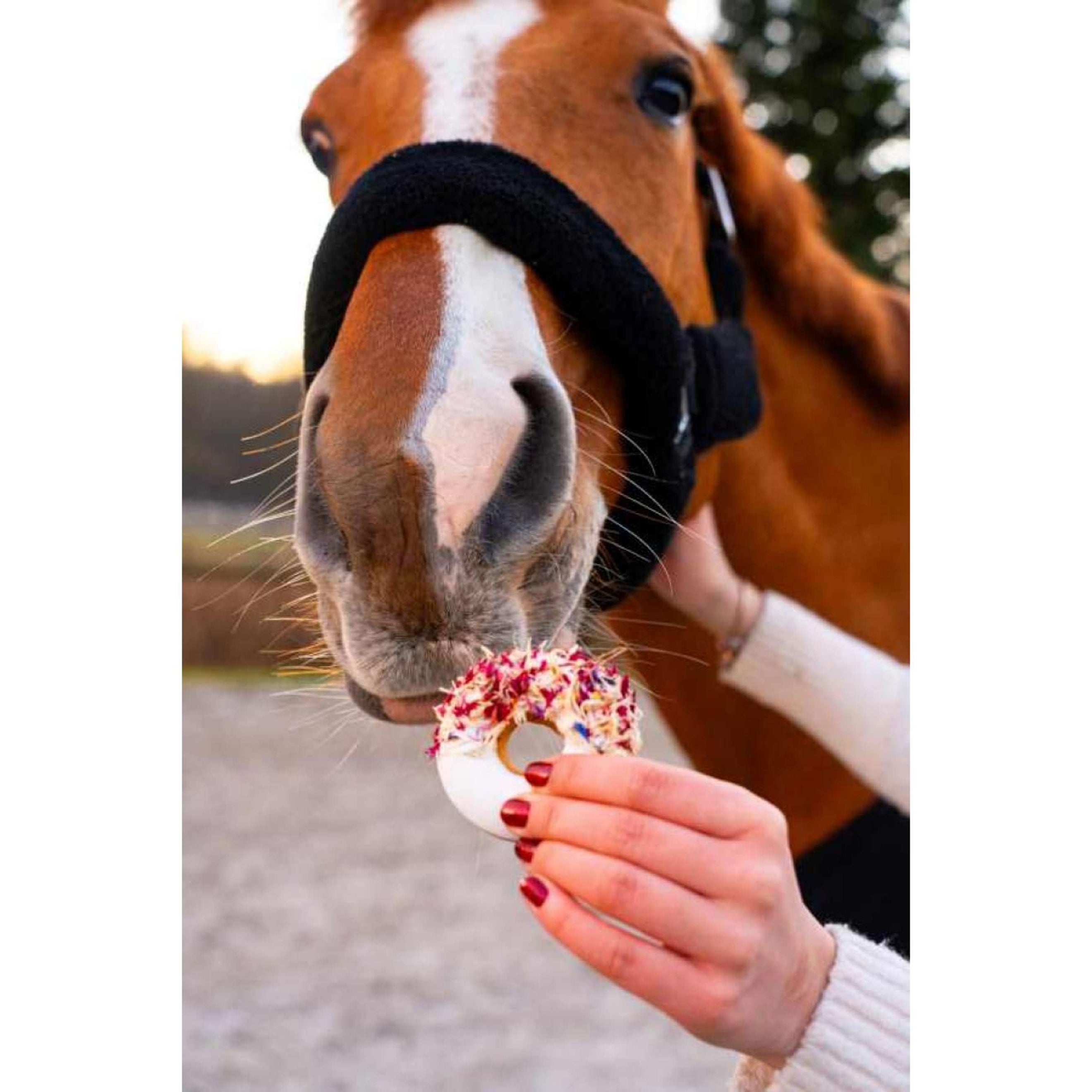 Candy Horse Love Donuts Heather & Cornflower