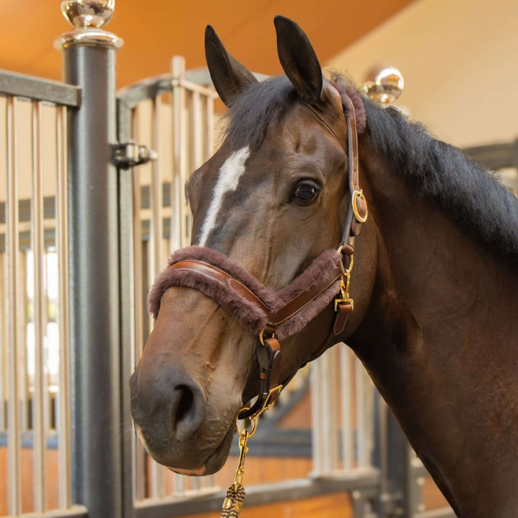 Harry's Horse Halfter Leder Anatomic Furry Matt Braun