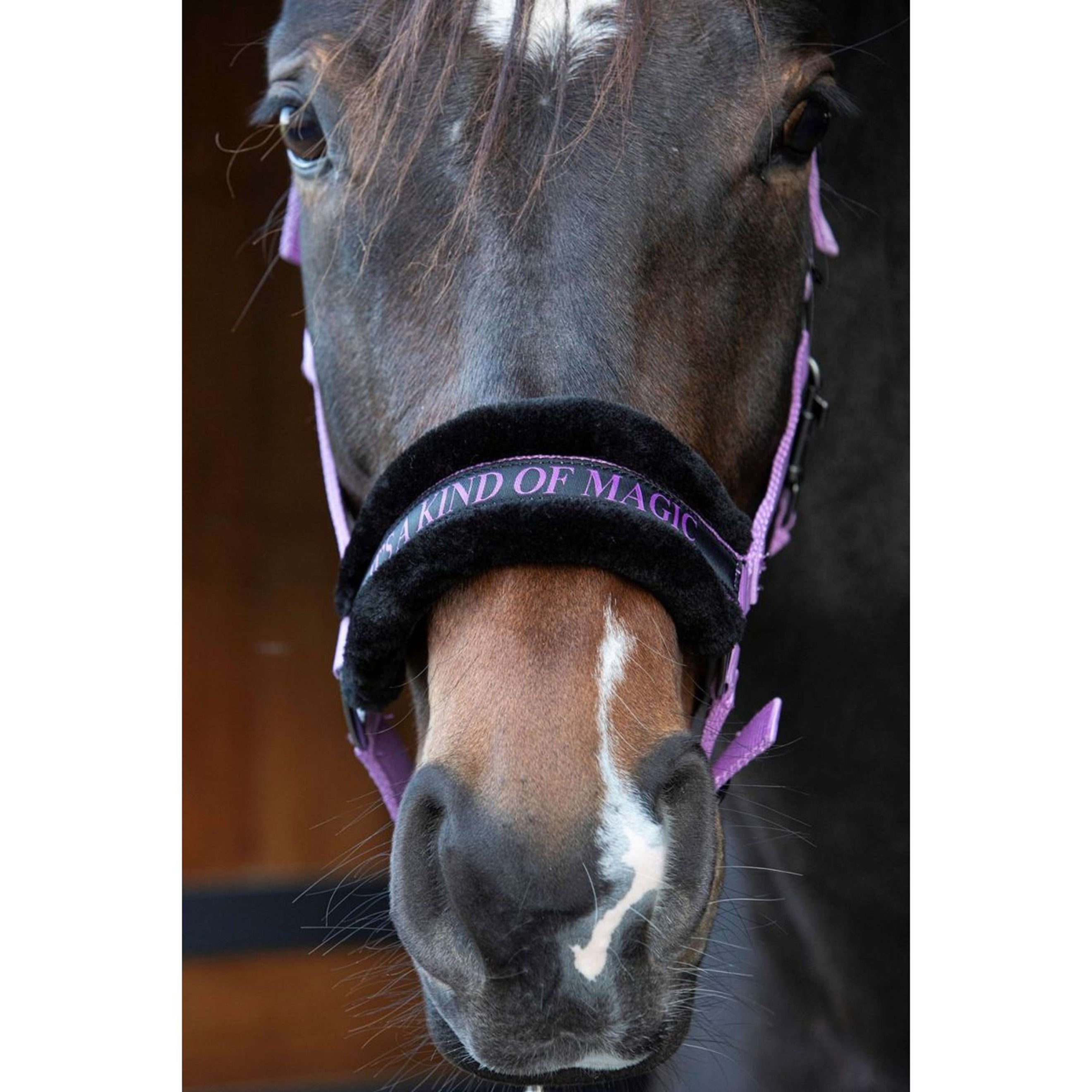 Harry's Horse Halfter Lyrics Quotes Lila Harry's Horse Halfter Lyrics Quotes Lila