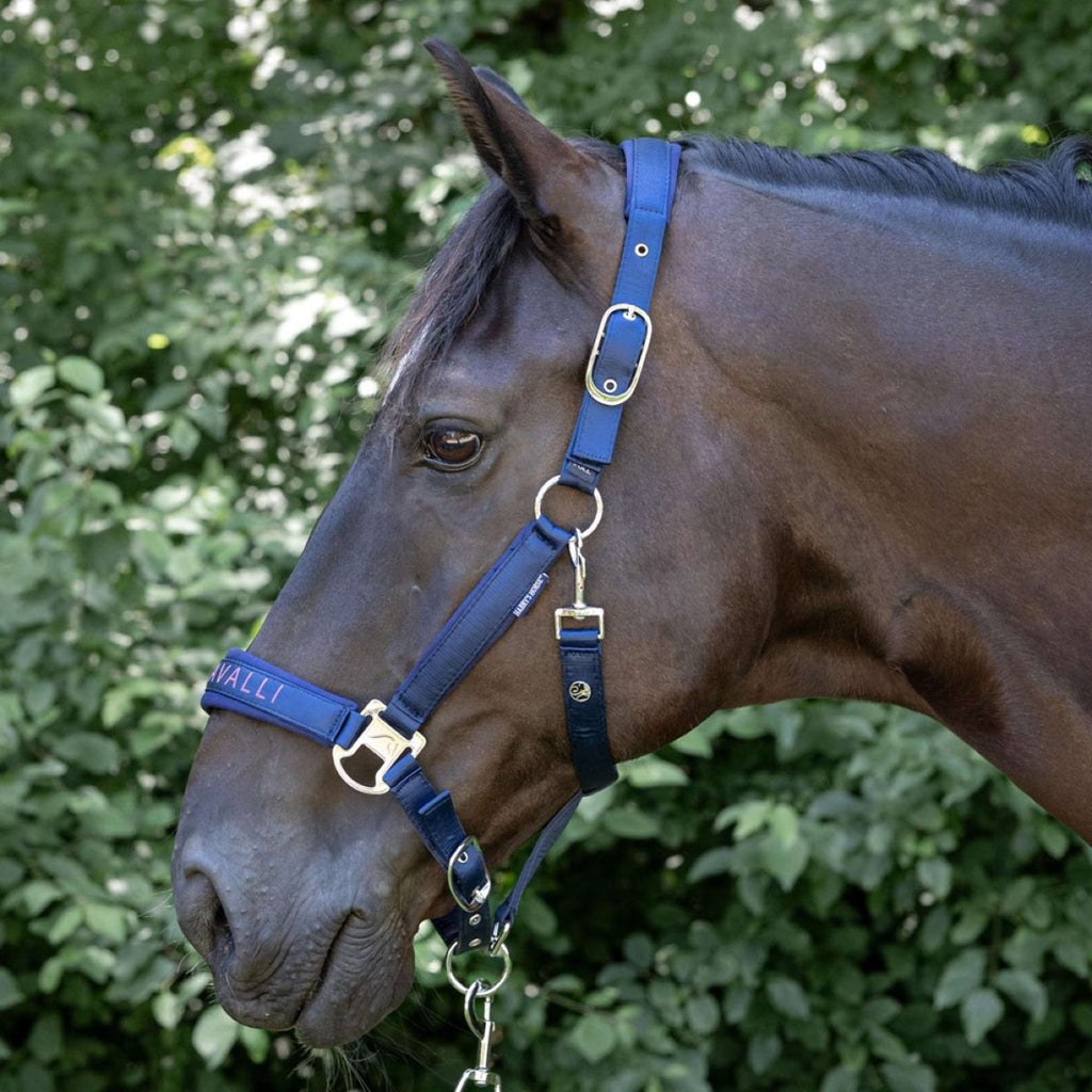 Harry's Horse Halfterset Denici Cavalli Purple Passion Satin Peacoat