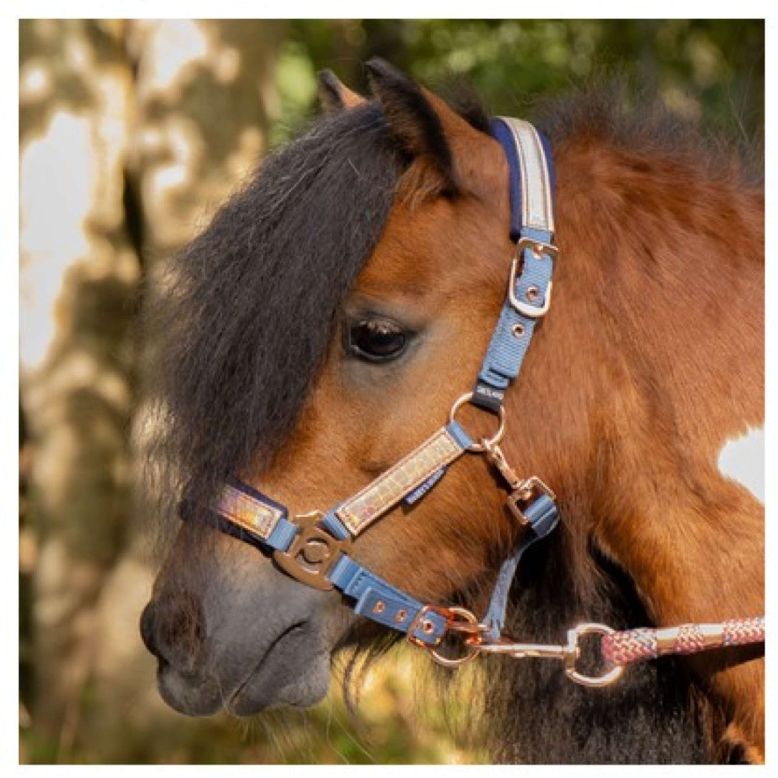 Harry's Horse Halfterset Diva Mauvewood Faded-Denim Harry's Horse Halfterset Diva Mauvewood Faded-Denim