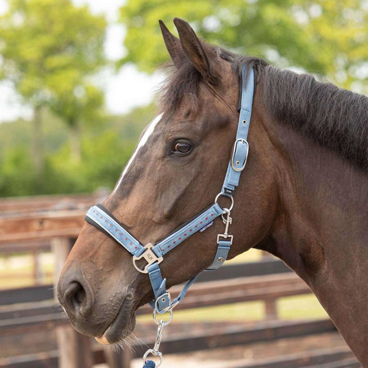 Harry's Horse Halfterset Crystal Blue Heaven