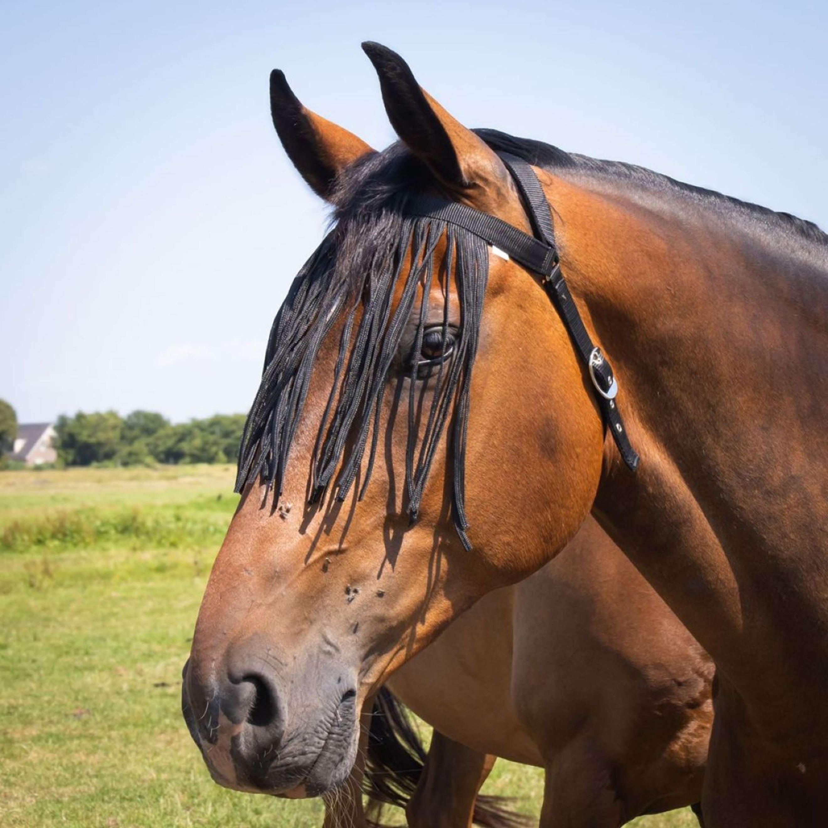 Harry's Horse Fliegenstirnband Comfort+ Schwarz