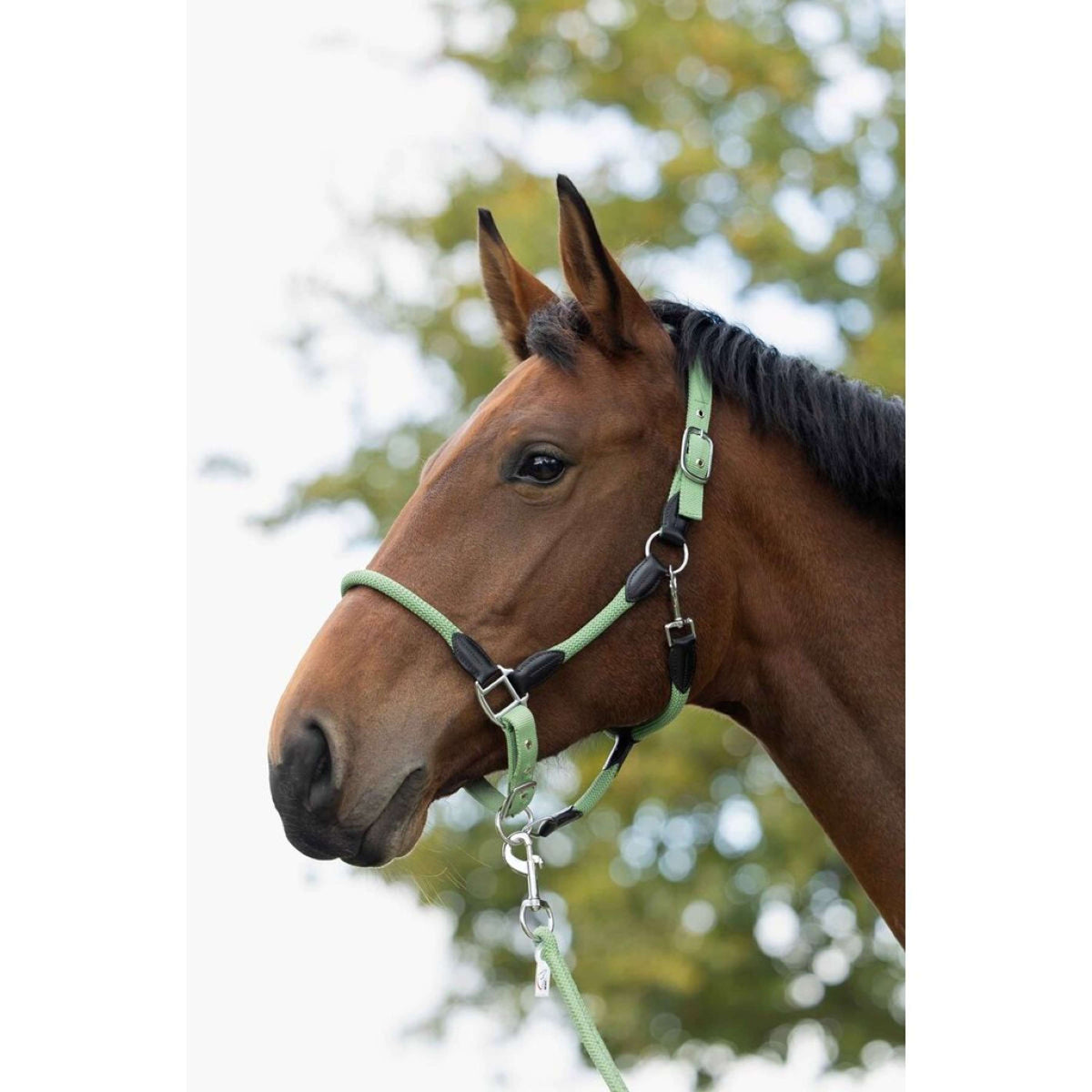 HKM Halfter Carlotta Jade