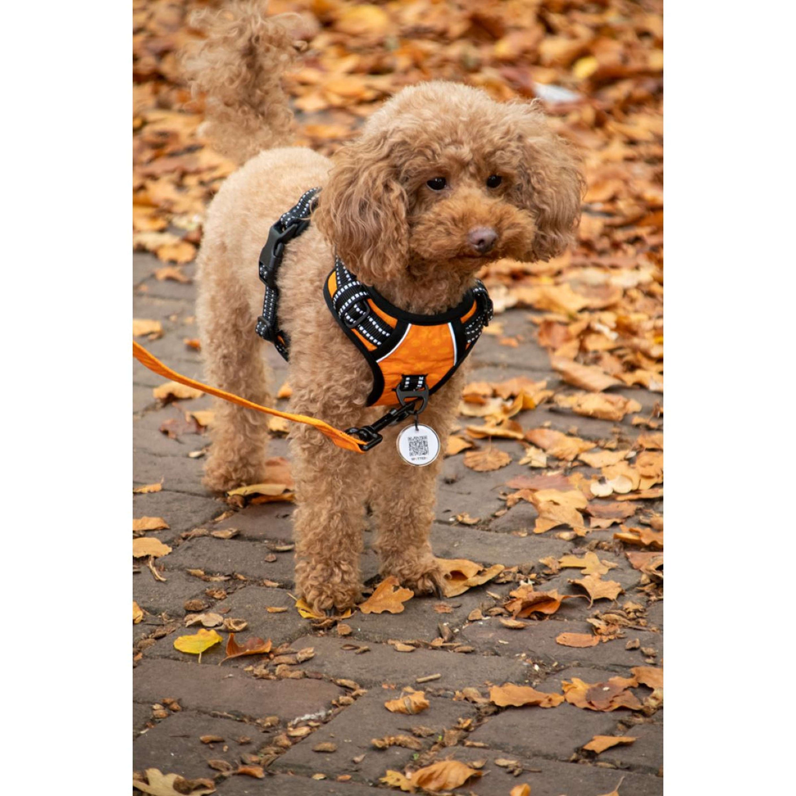 Spotted Pro! Hundegeschirr Anthrazit Spotted Pro! Hundegeschirr Anthrazit