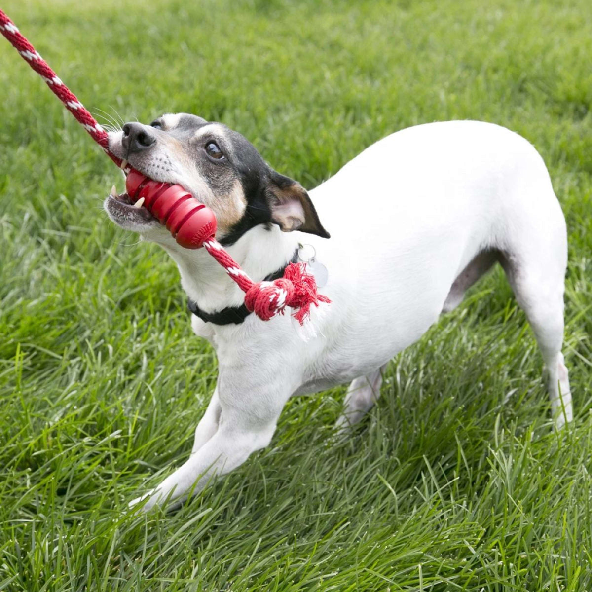 KONG Kauspielzeug Dental Rope