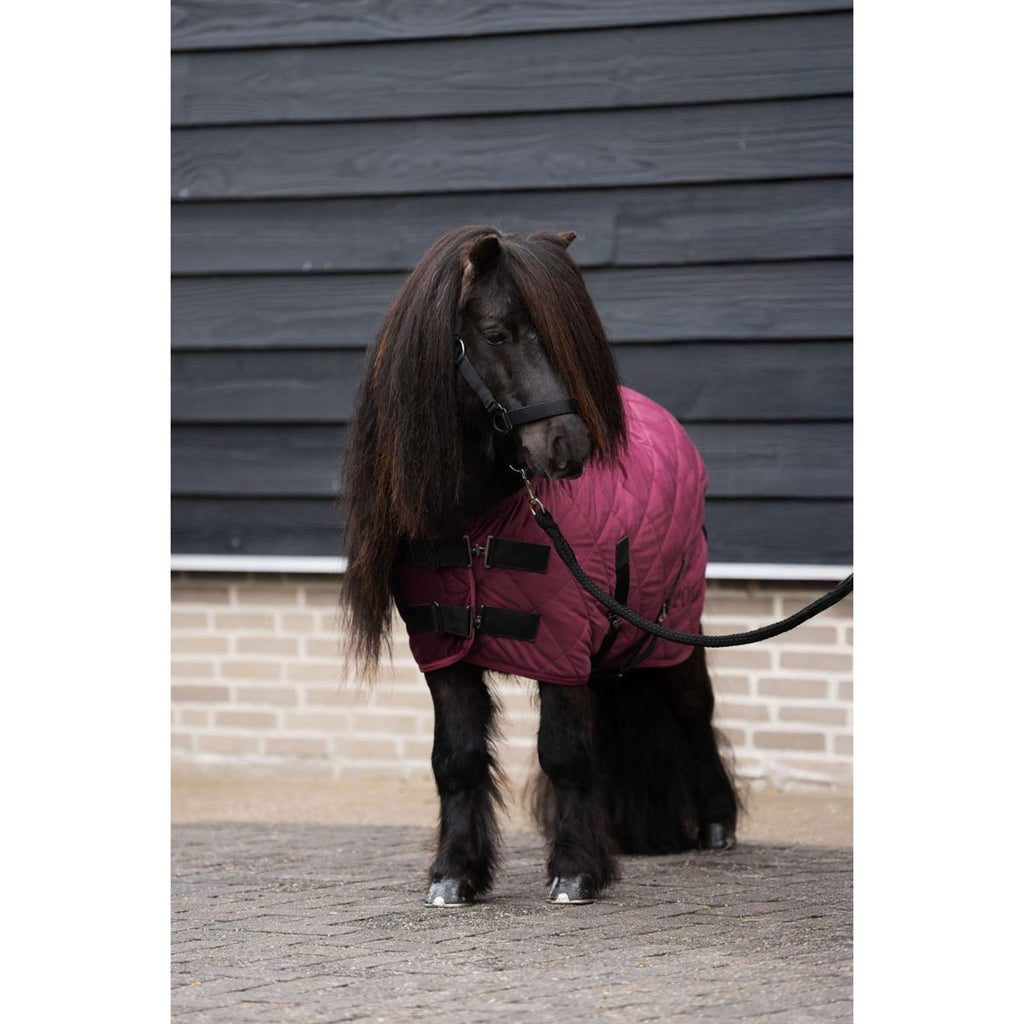 HV Polo Stalldecke HVPSacha Wine