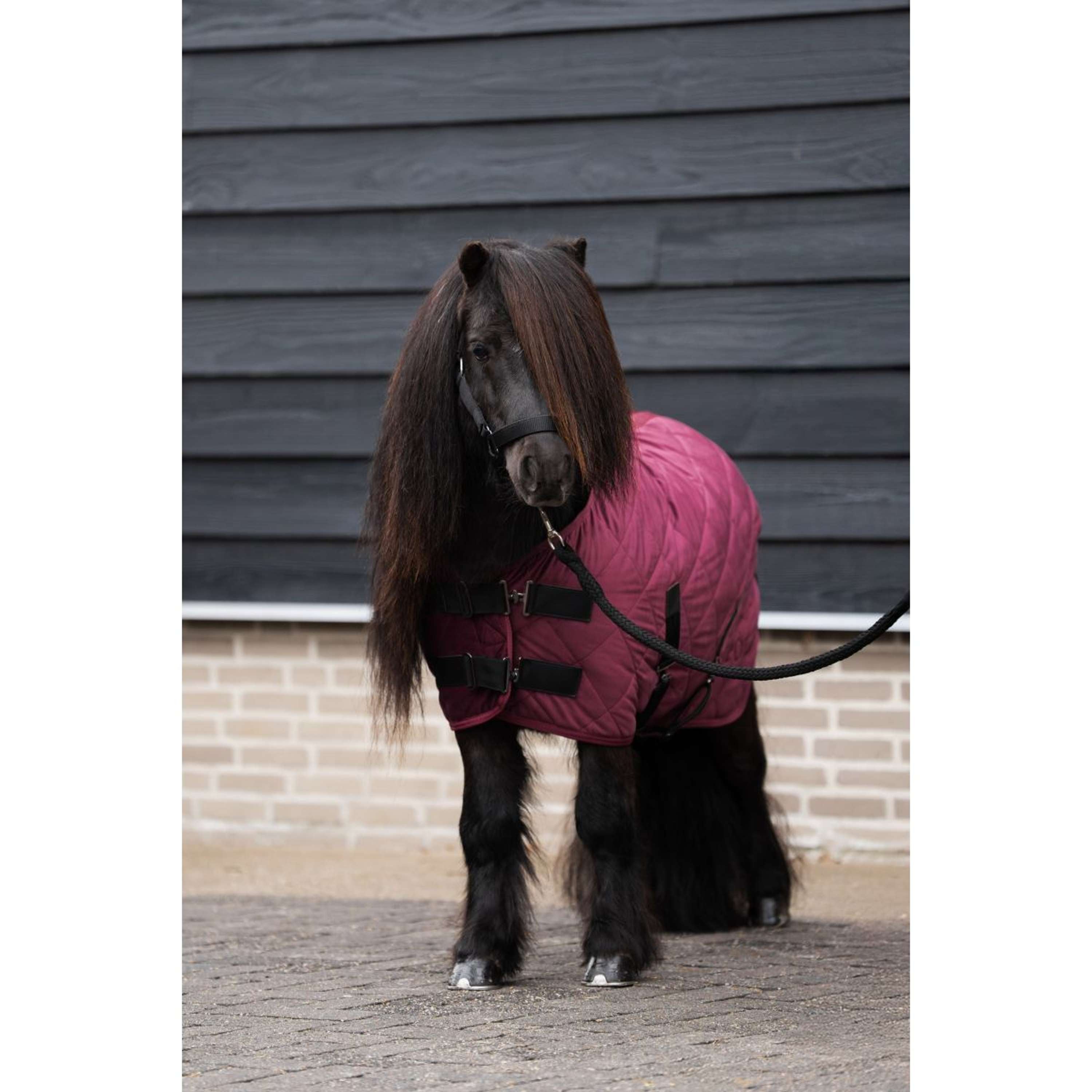 HV Polo Stalldecke HVPSacha Wine