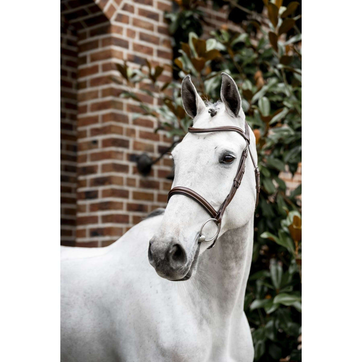 Horseware Zaum Pony Cavesson Braun