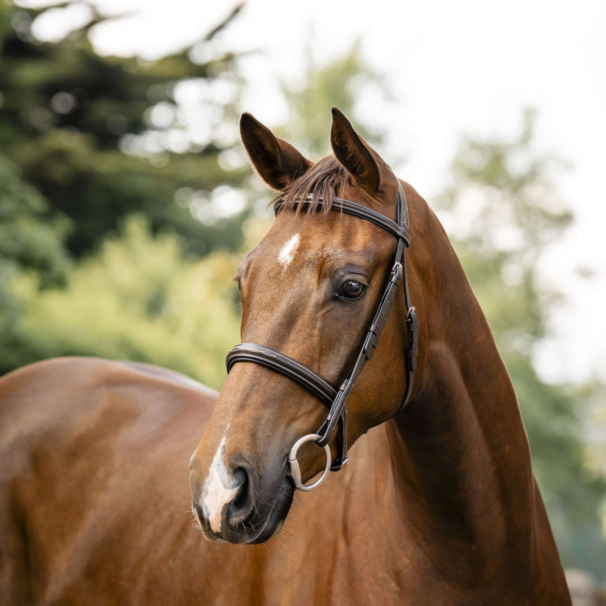 Horseware Zaum Hunter Havana Brown