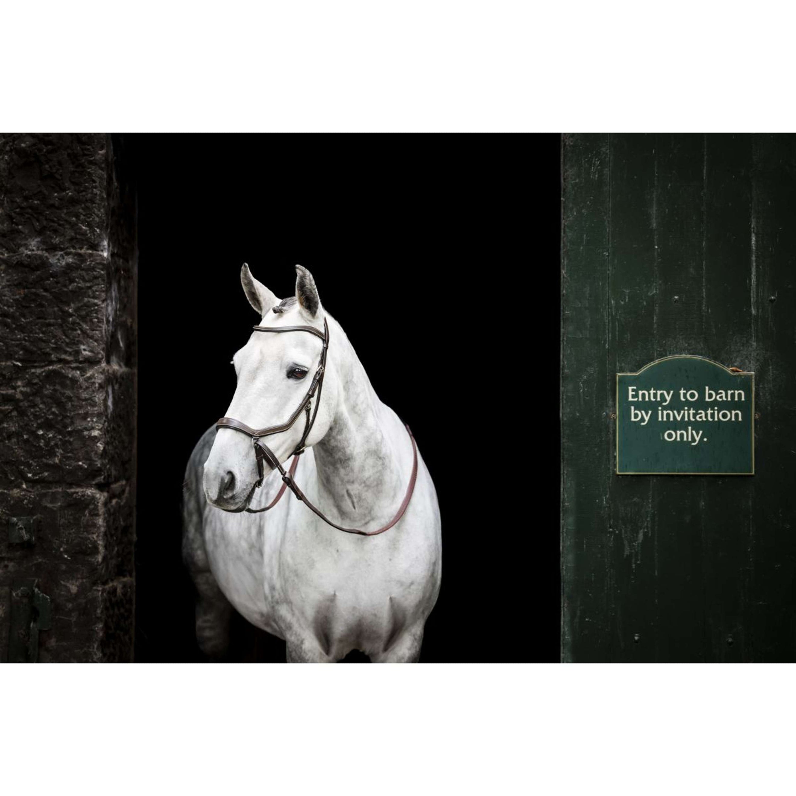 Rambo Micklem Bitless Bridle Braun