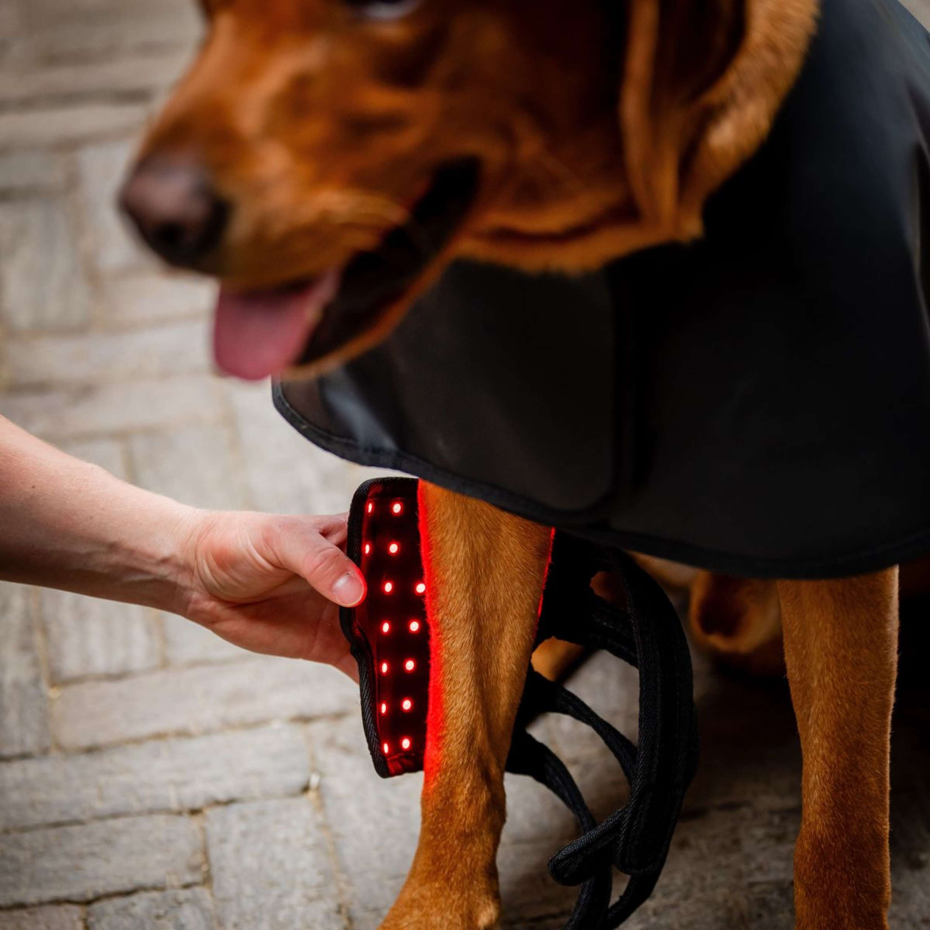 Horseware Pet Leg Wraps LED Red Light Therapy Pair Schwarz/Schwarz