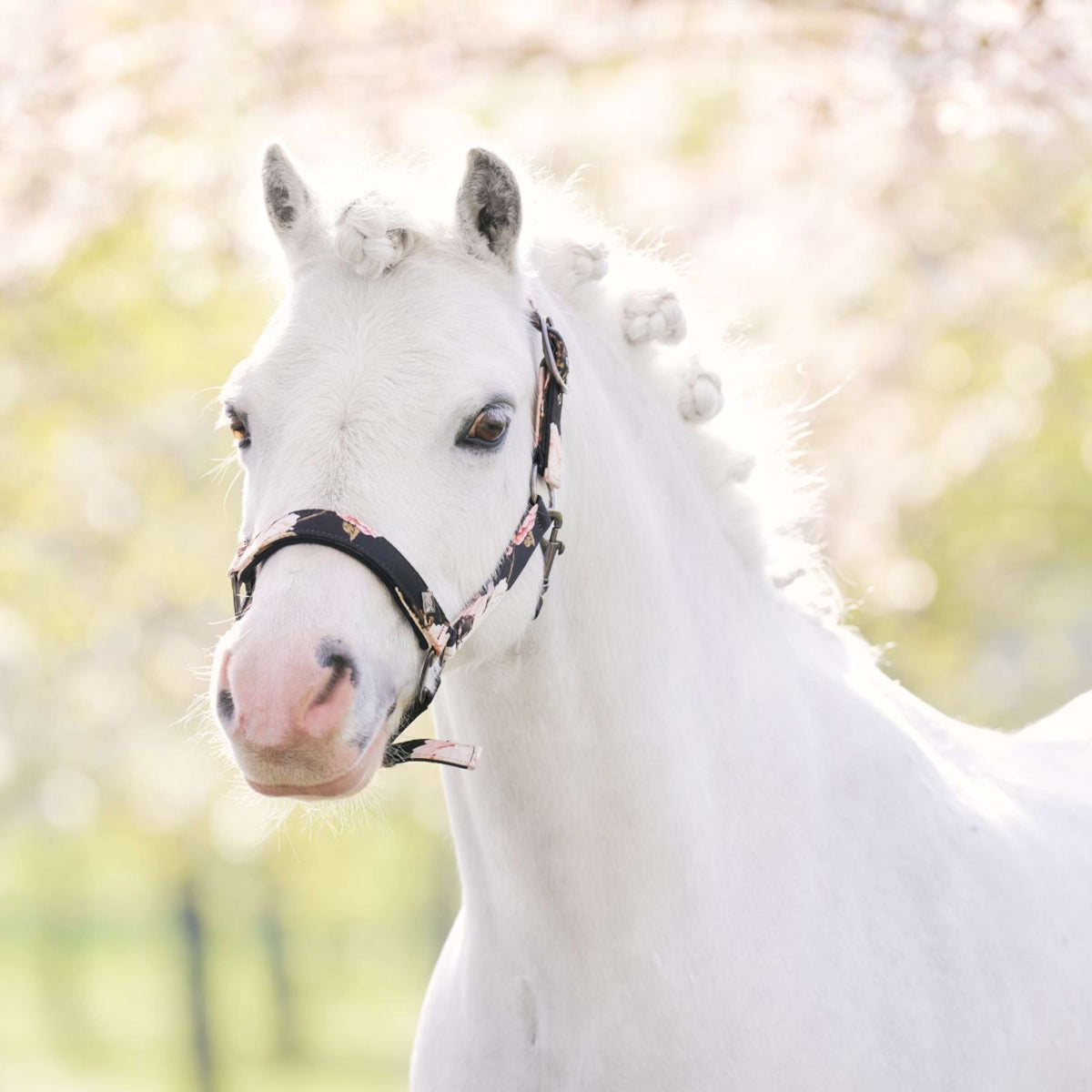 Imperial Riding Halfter IRHRebel Flower Print