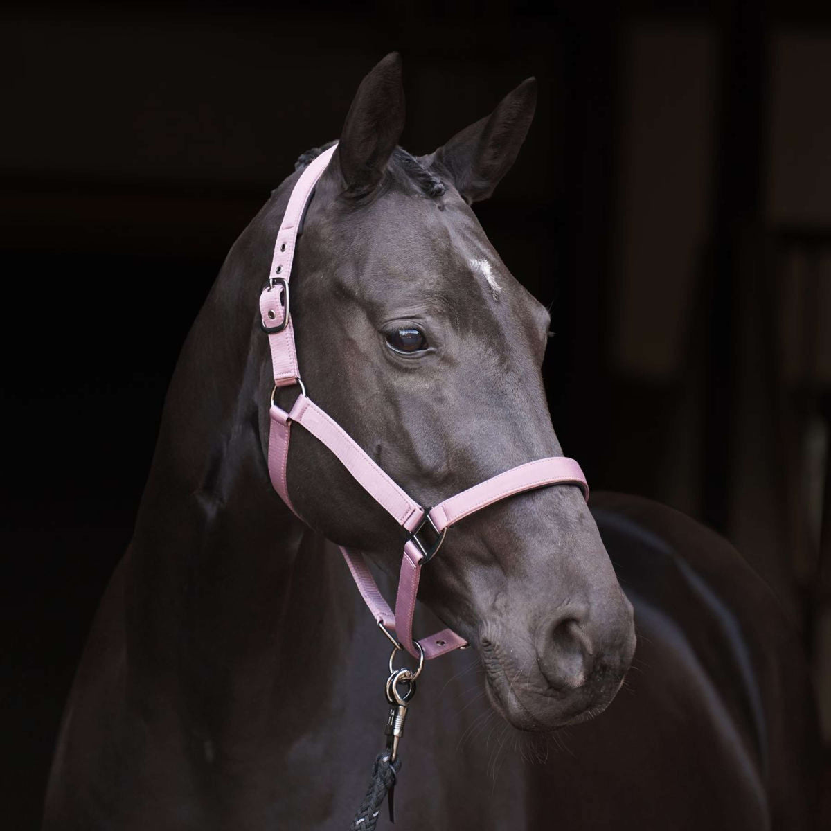 Imperial Riding Halfter IRHRebel Ballerina