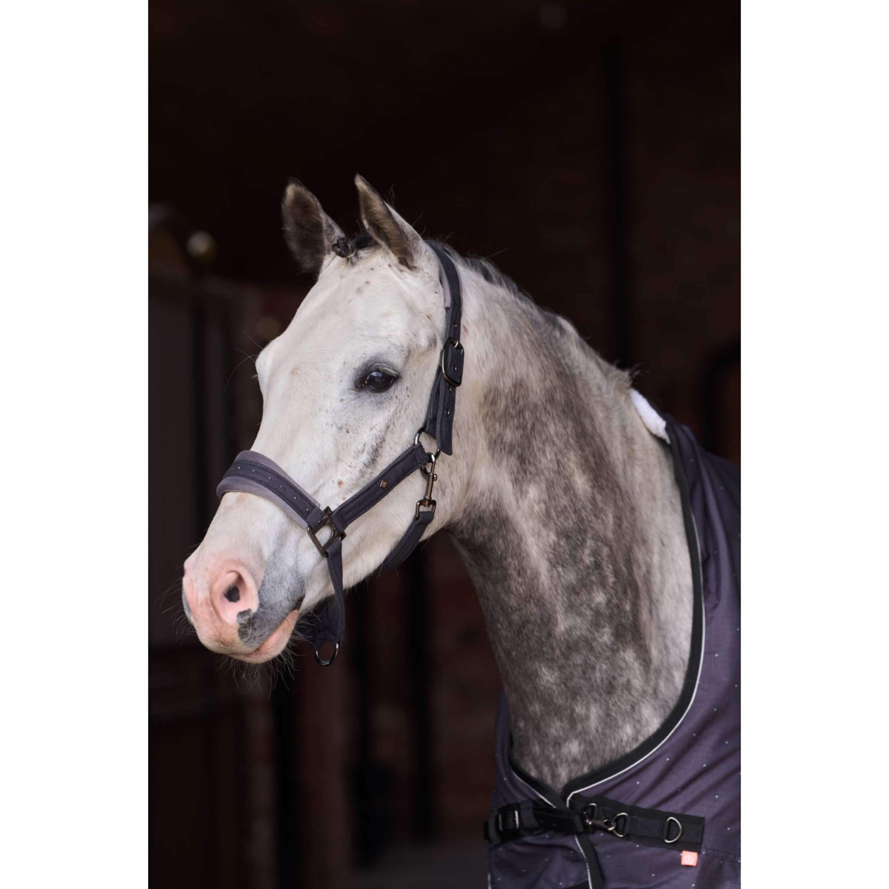 Imperial Riding Halfter IRHPenny Herringbone Grau