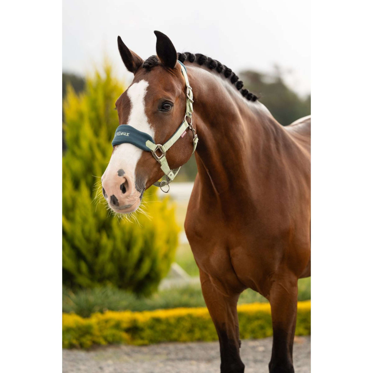 LeMieux Halfterset Vogue Macaron