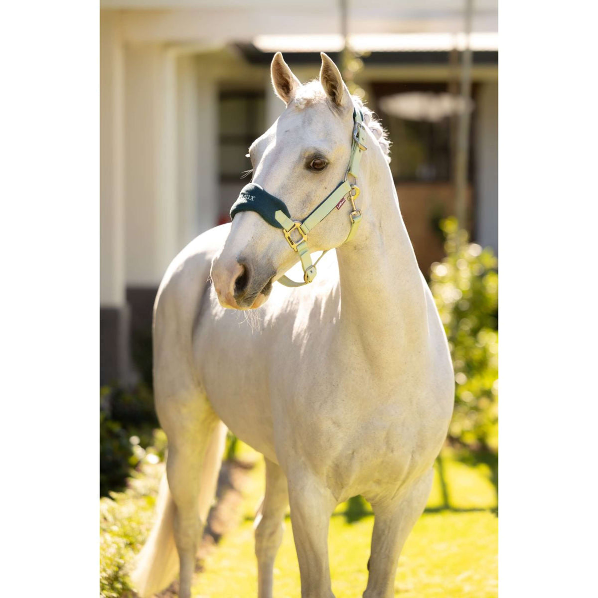 LeMieux Halfterset Vogue Macaron