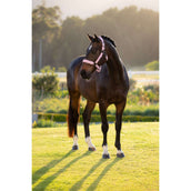 LeMieux Halfter Essence Fondant