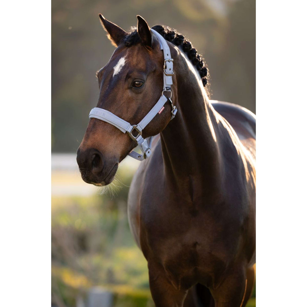 LeMieux Halfter Essence Powder Blue