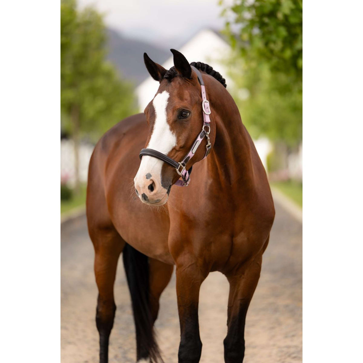 LeMieux Halfter Capella Fondant