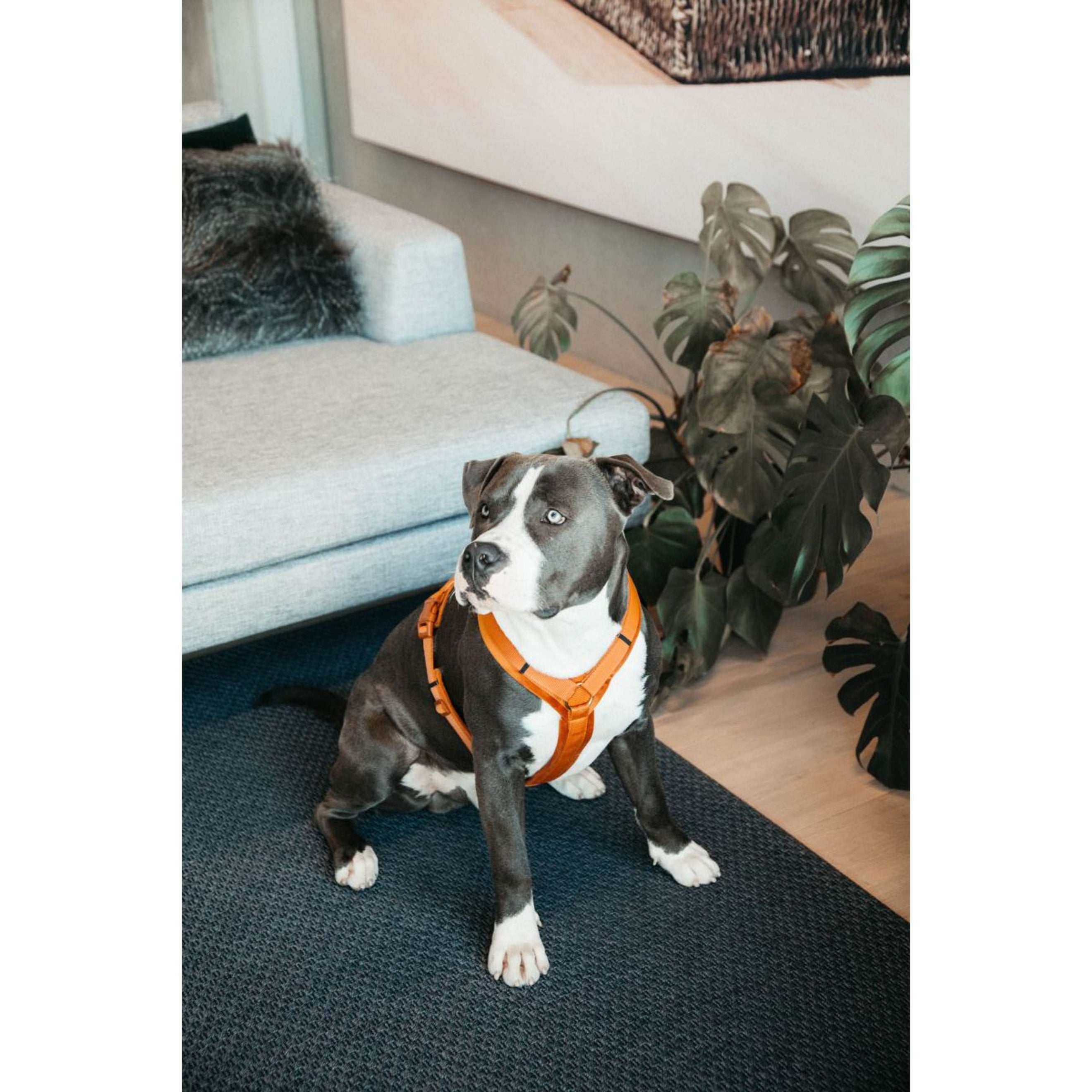 Kentucky Geschirr Active Velvet Orange Kentucky Geschirr Active Velvet Orange