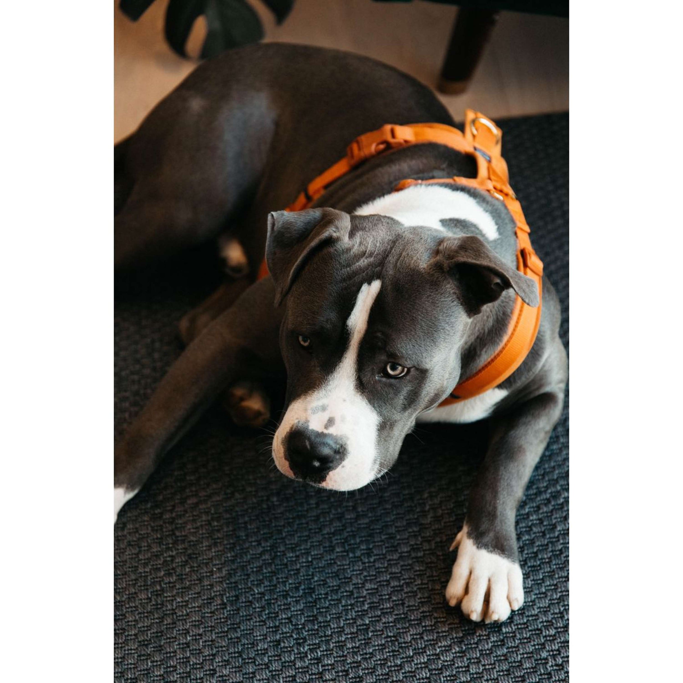 Kentucky Geschirr Active Velvet Orange Kentucky Geschirr Active Velvet Orange