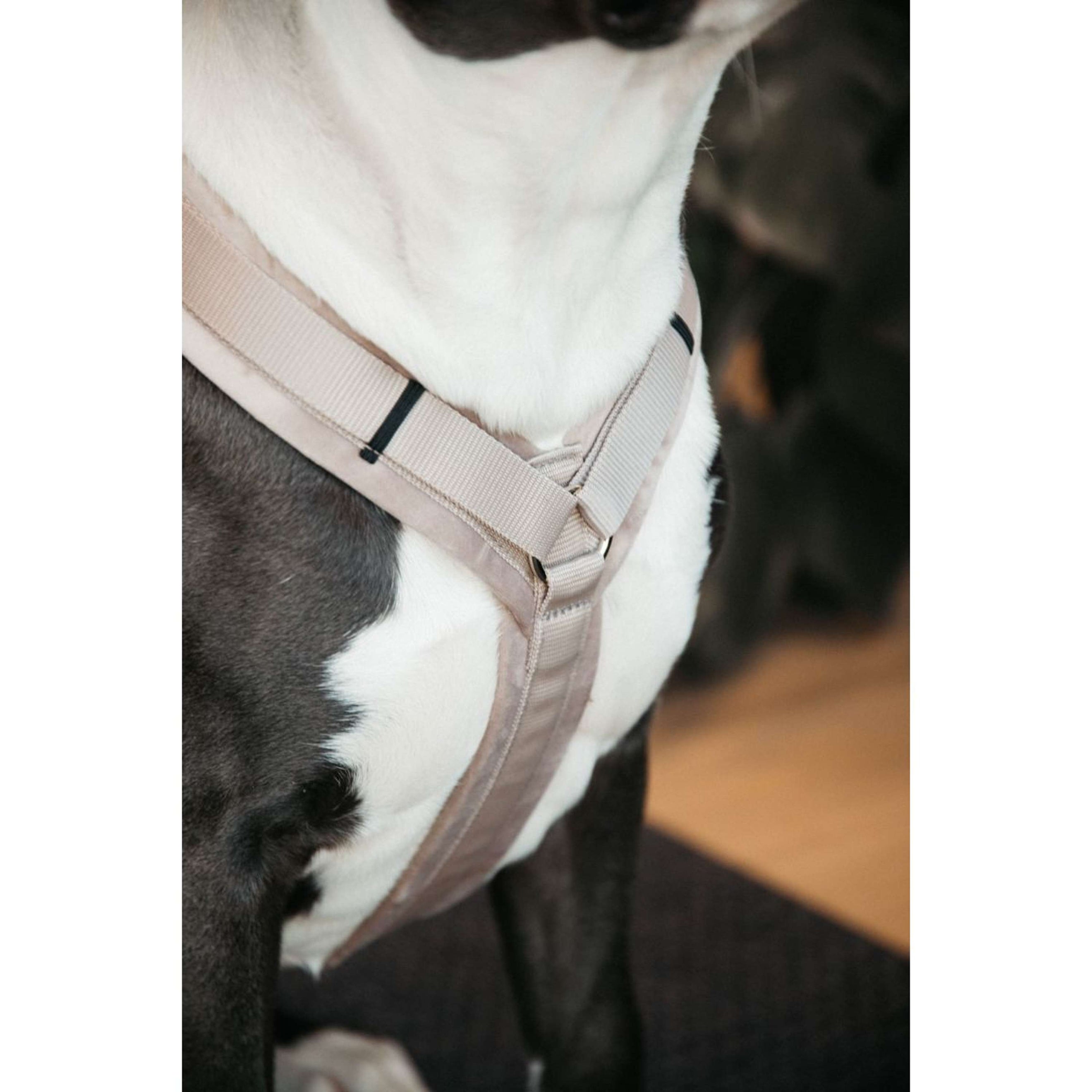 Kentucky Geschirr Active Velvet Beige Kentucky Geschirr Active Velvet Beige