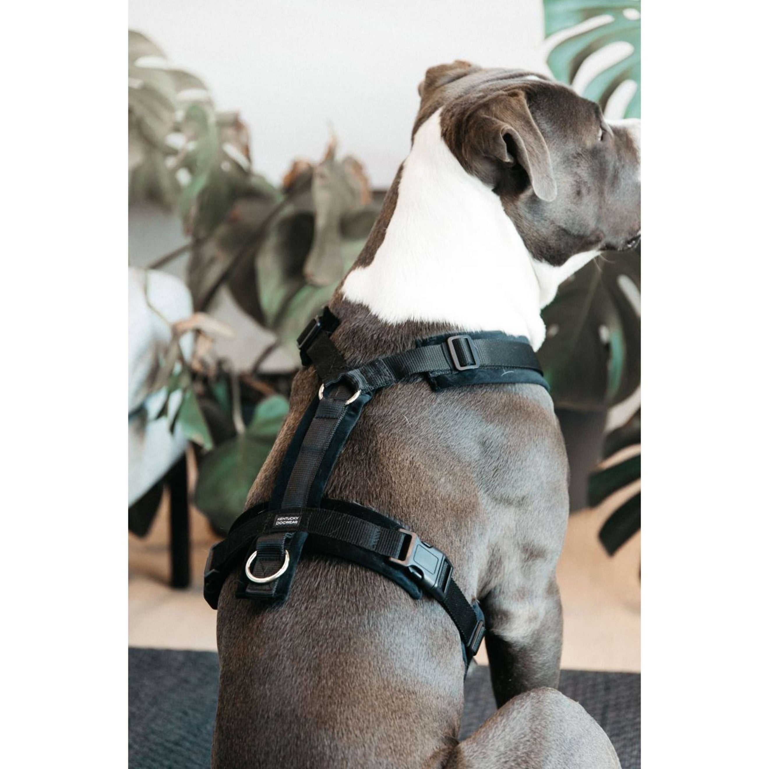 Kentucky Geschirr Active Velvet Schwarz Kentucky Geschirr Active Velvet Schwarz